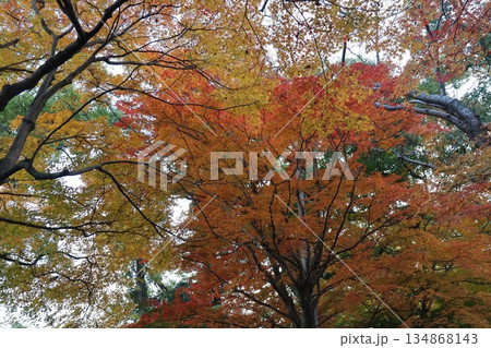 秋色に染まる樹冠、色彩のシャワーに包まれて 秋色に染まる樹冠、色彩のシャワーに包まれて 134868143