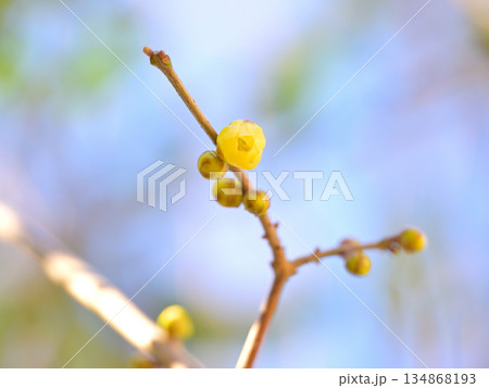 ロウバイの最初の一輪 134868193