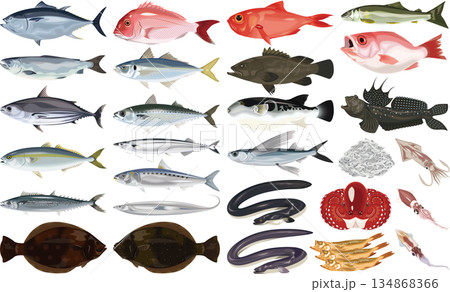魚介類のイラスト・アイコン②（鮪、鯛、うなぎ、鮭、ふぐ） 134868366