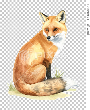ルノルマンカード「狐」警戒心と狡猾さを象徴するリアルな水彩画イラスト3/チラシやポスター用素材 ルノルマンカード「狐」警戒心と狡猾さを象徴するリアルな水彩画イラスト3/チラシやポスター用素材 134868644