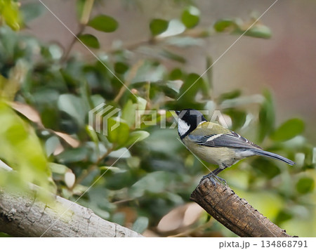 木の枝に止まるシジュウカラ 134868791