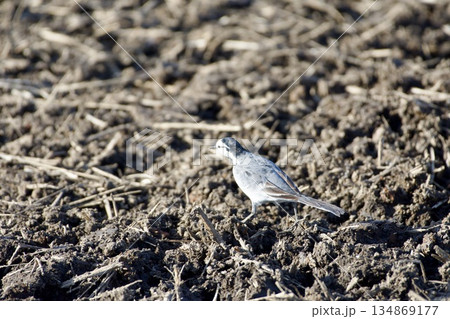 セキレイ wagtail / Japan 134869177