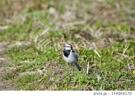 セキレイ wagtail / Japan セキレイ wagtail / Japan 134869178