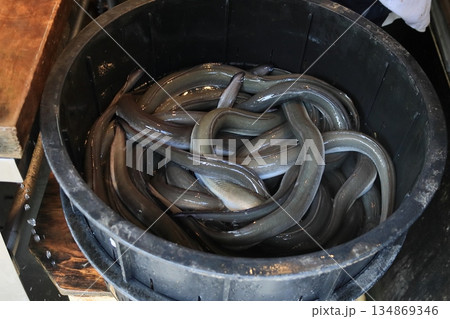 活きのいい鰻 土用の丑の日の活鰻 活きのいい鰻 土用の丑の日の活鰻 134869346