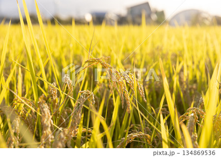 収穫期の稲穂 品種:つや姫 収穫期の稲穂 品種:つや姫 134869536