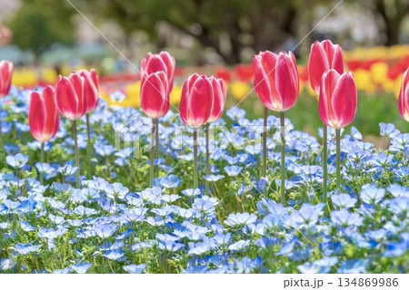ネモフィラとチューリップの花 ネモフィラとチューリップの花 134869986
