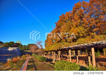 《愛知県》紅葉に包まれる秋の名古屋城天守閣 134870036