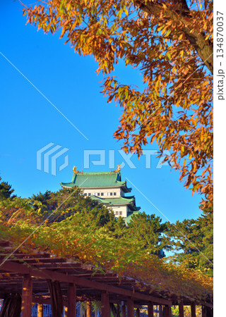 《愛知県》紅葉に包まれる秋の名古屋城天守閣 134870037