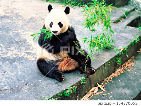四川省のパンダ繁殖地にて 四川省のパンダ繁殖地にて 134870055