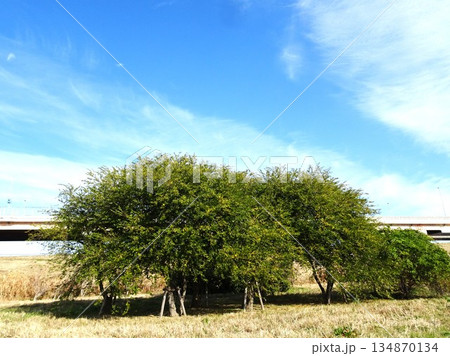 大晦日の空模様 134870134