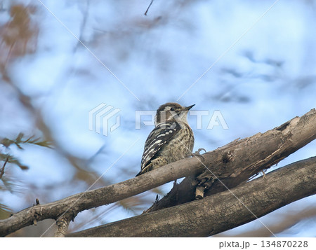 木に止まるコゲラ 134870228