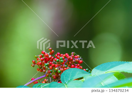 赤い実を付けたニワトコ 134870234