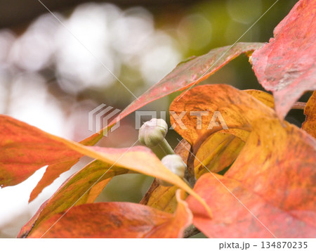 赤いハナミズキの葉 134870235