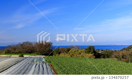 青空に映える新緑の大根・キャベツ畑と冠雪した富士山 134870257
