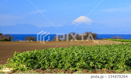 青空に映える新緑の大根・キャベツ畑と冠雪した富士山 青空に映える新緑の大根・キャベツ畑と冠雪した富士山 134870264