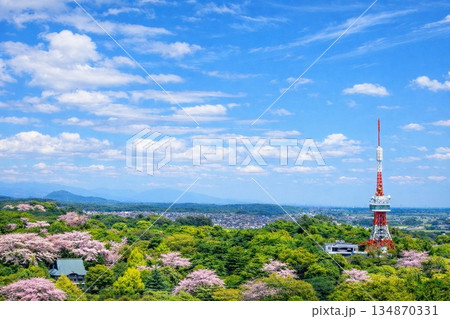 栃木県庁展望ロビーより宇都宮タワーを望む　桜　満開 134870331