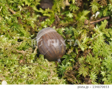 苔に埋もれたドングリ 134870653