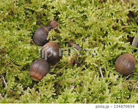 苔に埋もれたドングリ 苔に埋もれたドングリ 134870654