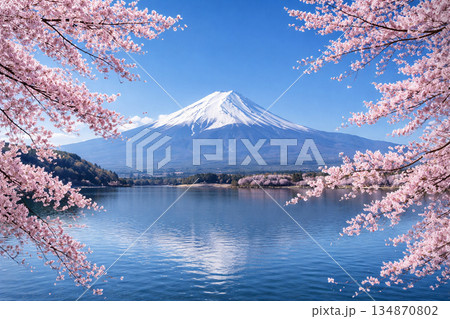 満開の桜と富士山 134870802