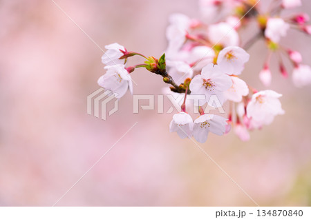 さくらの花のクローズアップ 134870840