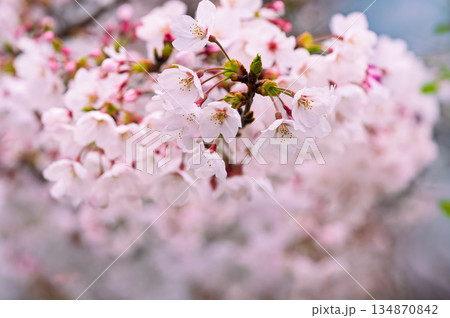 さくらの花のクローズアップ 134870842