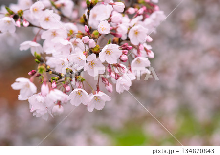 さくらの花のクローズアップ 134870843