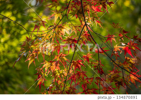 浜松市の鳥羽山公園の紅葉の風景(静岡県) 浜松市の鳥羽山公園の紅葉の風景(静岡県) 134870891