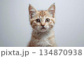 猫 134870938