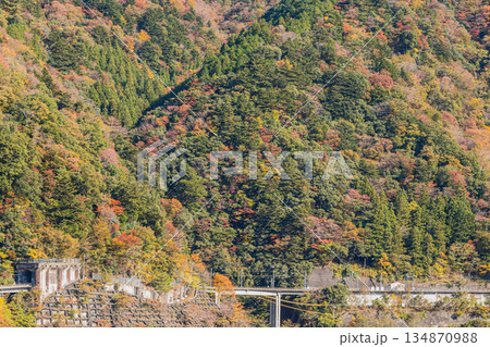 川根本町の長島ダム周辺の紅葉の風景(静岡県) 134870988