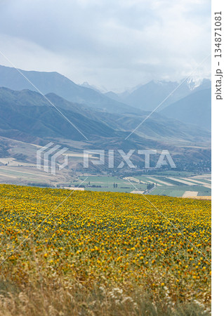 Field of yellow flowers with snow-capped mountains in background Field of yellow flowers with snow-capped mountains in background 134871081