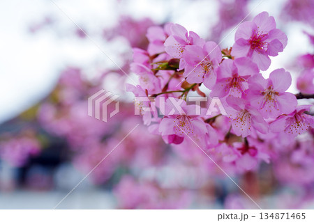 東寺に咲く河津桜 東寺に咲く河津桜 134871465