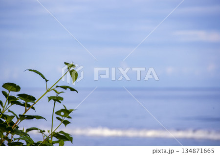 Small coastal plant sprouting near sand edge with open blue sea behind it, Kuala Penyu, Sabah, Malaysia. Small coastal plant sprouting near sand edge with open blue sea behind it, Kuala Penyu, Sabah, Malaysia. 134871665