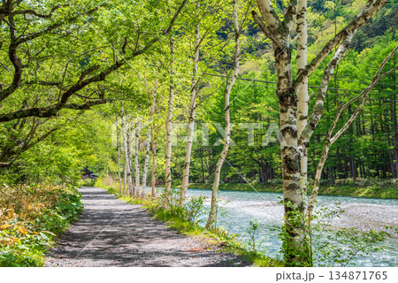 さわやか上高地『遊歩道沿いのシラカバと梓川』《長野県 松本市》 134871765