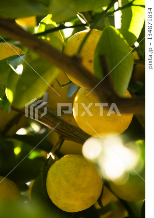 複数の実をつけた柚子の木 複数の実をつけた柚子の木 134871834