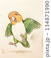 元気に跳ねるシロハラインコの手描きイラスト 134871990