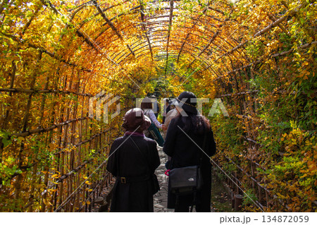 殿ヶ谷戸庭園 紅葉トンネルを歩く来園者と秋の園路風景 134872059