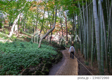 殿ヶ谷戸庭園 竹林沿いの園路を歩く来園者と自然豊かな庭園風景 殿ヶ谷戸庭園 竹林沿いの園路を歩く来園者と自然豊かな庭園風景 134872060