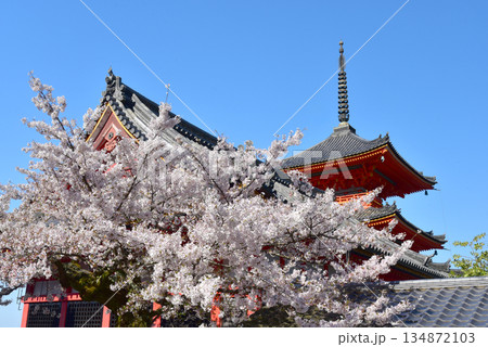 春の青空に映える三重塔　清水寺 134872103