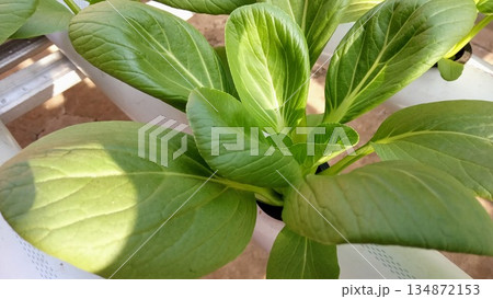Close Up of Fresh Green Pak Choi Growing in Hydroponic System Close Up of Fresh Green Pak Choi Growing in Hydroponic System 134872153