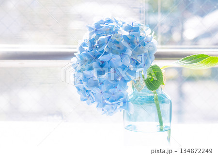ガラスの花瓶に飾った青い紫陽花 134872249