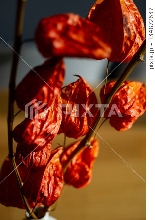 ホオズキ ホオズキ 134872637