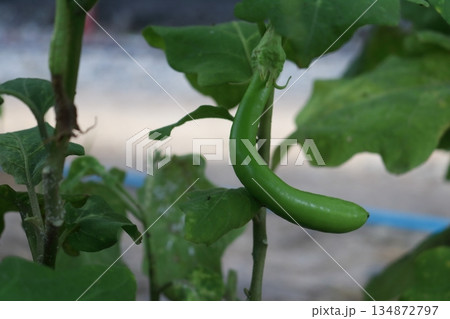 Green Guinea squash fruit. Green Guinea squash fruit. 134872797