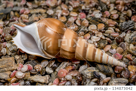 Tibia Fusus Shinbone Shell on Bed of Colorful Sea Pebbles 134873042