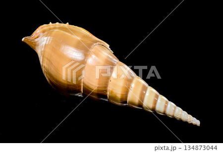 Graceful Long Spire Tibia Fusus Shell on Black Background Graceful Long Spire Tibia Fusus Shell on Black Background 134873044