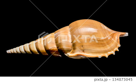 Graceful Long Spire Tibia Fusus Shell on Black Background 134873045