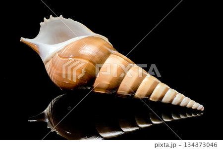 Long Shinbone Tibia Fusus Shell on Black Reflective Background Long Shinbone Tibia Fusus Shell on Black Reflective Background 134873046