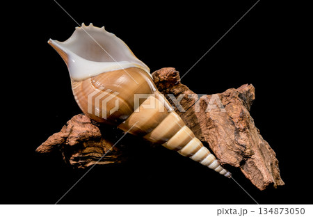 Tibia Fusus Shell Resting on Natural Wood over Black 134873050