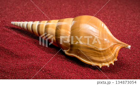 Polished Tibia Fusus Shell Resting on Textured Red Sand Polished Tibia Fusus Shell Resting on Textured Red Sand 134873054