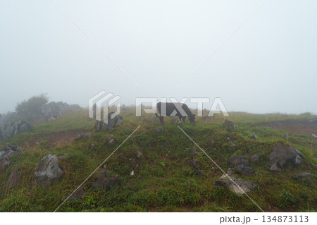 霧に覆われる四国カルストと牛 134873113