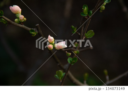 殿ヶ谷戸庭園 早春に咲くボケのつぼみと庭木の芽吹き 134873149